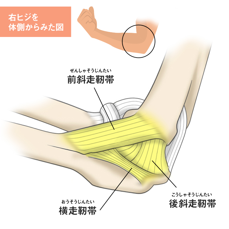 右肘靭帯の図