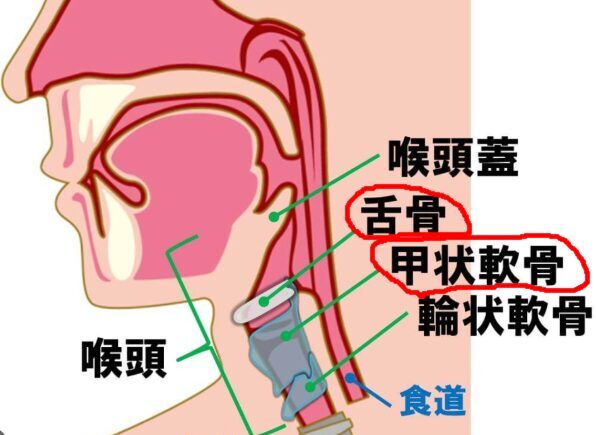 解剖図 赤線付き