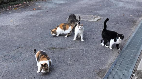 野良猫集団