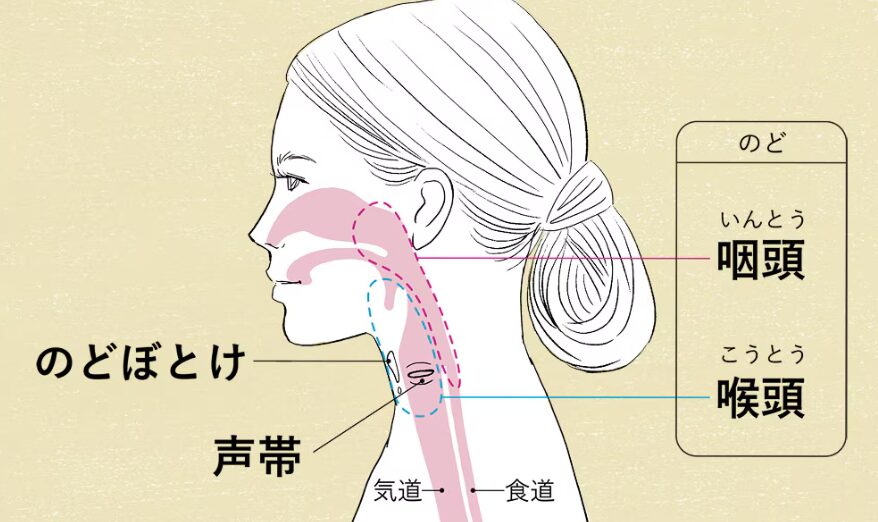 声帯の場所