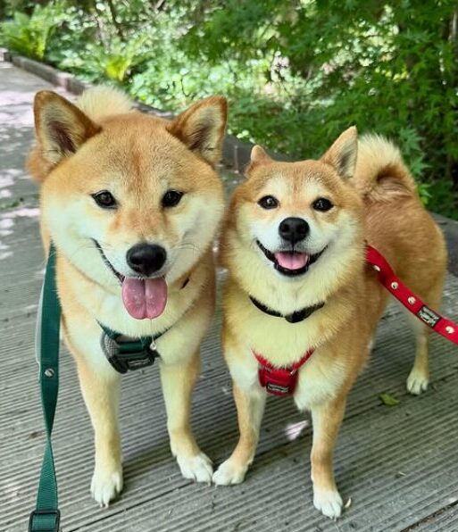 豆柴福ちゃん富くん |飼い主の離婚理由はケンカ別れ？舞台裏の真実に迫る！