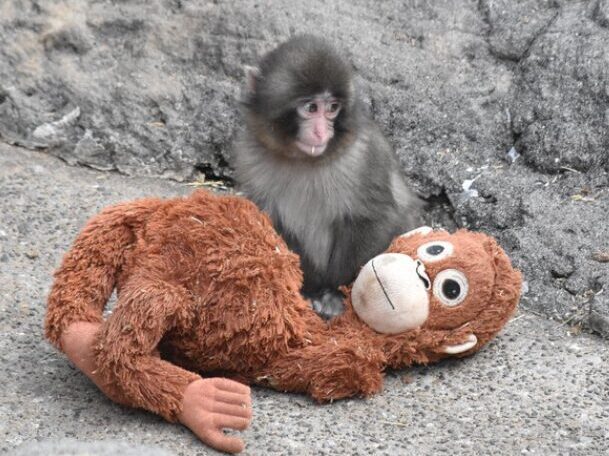 パンチくんとぬいぐるみ