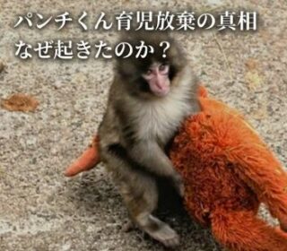 アイキャッチ画像　パンチくんとぬいぐるみ