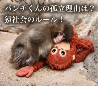 アイキャッチ画像　パンチくん